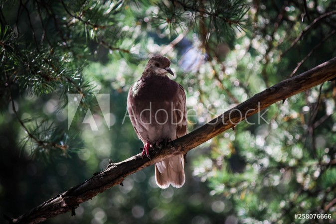 Picture of Dove in the park